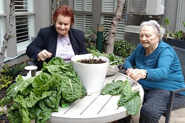 Trevi Court residents sorting through silverbeet_.jpg