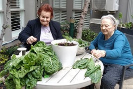 Trevi Court residents sorting through silverbeet_.jpg Trevi Court residents sorting through silverbeet_.jpg